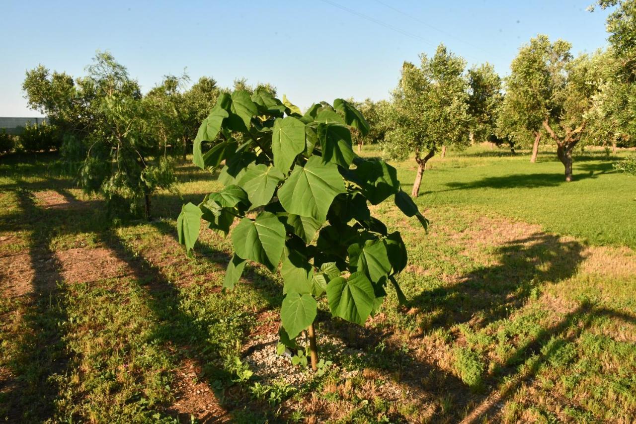 Tenuta Corano Nardo Ngoại thất bức ảnh